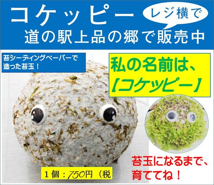 種から育てる苔玉「コケッピー」